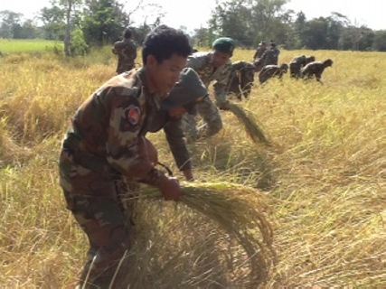 កងកម្លាំង​យោធា​កងពល​លេខ​៤២ ប្រចាំ​ប្រាសាទ​តា​មាន់​. បាន​ចុះជួយ​ច្រូតស្រូវ​ប្រជាពលរដ្ឋ​