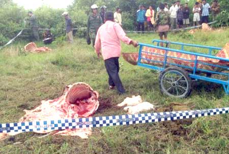 បុរស​ម្នាក់​បាត់គោ​ញី​៣​ក្បាល​រកឃើញ​គ្រោងឆ្អឹង ១ ក្បាល​រីឯ ២ ក្បាល​ទៀត បាត់​ស្រមោល​ឈឹង​