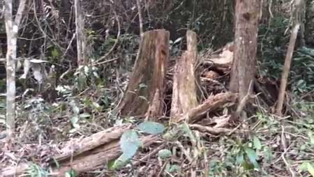 បទល្មើស​កាប់​បំផ្លាញ​ព្រៃឈើ​នៅ​ស្រុក​ទឹកឈូ និង​ស្រុក​ឈូក ដើម្បី​ហ៊ុំព័ទ្ធ​យក​ដី​