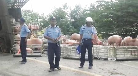 ​រថយន្ត​២​គ្រឿង​ក្រឡាប់​បន្តបន្ទាប់ សត្វ​ជ្រូក​រាប់រយ​ក្បាល រត់​ចូល​ព្រៃ និង​ជ្រូក​២០​ក្បាល​ស្លាប់ និង​កម្មករ​បុរស ២២ នាក់​រងរបួស​