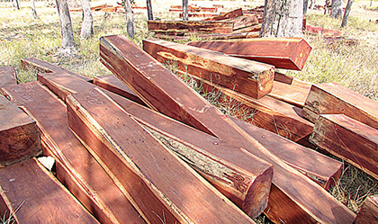 ឧកញ៉ា ធី ប្ញ​ទ្ធសី និង​លោក​អ៊ូ​សុធី​ជា​អ្នក​នៅ​ពីក្រោយ​ខ្នង​ការកាប់បំផ្លាញ​ព្រៃឈើ​ខុ ស​ច្បាប់​នៅ​ដែន​ជម្រក​សត្វ​លំផាត់​ជិត​រលាយ​សាបសូន្យ​នៅពេល​ដ៍​ខ្លី ខាងមុខនេះ​?