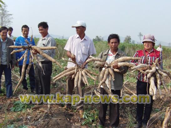 ​ប្រធាន​កសិកម្ម​ខេត្ត​ពន្យល់​ពូជ​ដំឡូង​មី ៨៩ ទទួលផល​បាន​ច្រើន និង​ជួយ​រក​ទីផ្សារ​ឲ្យបាន​ខ្ពស់​