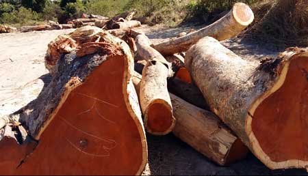 មន្ត្រី​កាំកុងត្រូល​និង​មន្ត្រី​មន្ទីរ​ពាណិជ្ជកម្ម​ចុះ​ត្រួតពិនិត្យ​ទំនិញ​ដែល​ហួស​សុពលភាព នៅក្នុង​ផ្សារ​ប៉ា​ហ៊ី​ខេត្ត​ប៉ៃលិន​