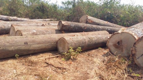 ដៃជើង​ឧកញ៉ា សឹង អុល កំពុង​លួច​កាប់​បំផ្លាញ​ព្រៃឈើ​ក្នុង​តំបន់​អភិរក្ស​ជីវៈចម្រុះ​សីមា  និង​ជម្រក​សត្វ​ព្រៃភ្នំ​ព្រិច​ ​ជ្រក ក្រោម​កិច្ចសន្យា​ម៉ៅការ​កាប់​ប្រមូល​ឈើ​ក្នុង​ដី​ក្រុមហ៊ុន​ប៊ិញ ហ្វឿក​១