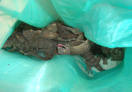 ក្រុម​ឈ្មួញ​វៀតណាម​កំពុង​ដើរ​ប្រមូល​ទិញ​សត្វ​តុ​កែ​នៅ​ស្រុក​អូរយ៉ាដាវ​