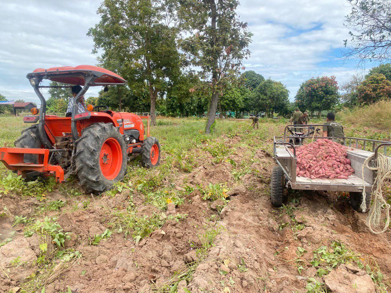 វរសេនាតូចថ្មេីរជេីងលេខ៥១៤ កងពលូចថ្មេីរជេីងលេខ៥១ ចាប់ផ្តេីមប្រមូលផល ដំឡូងជ្វា របស់អង្គភាព
