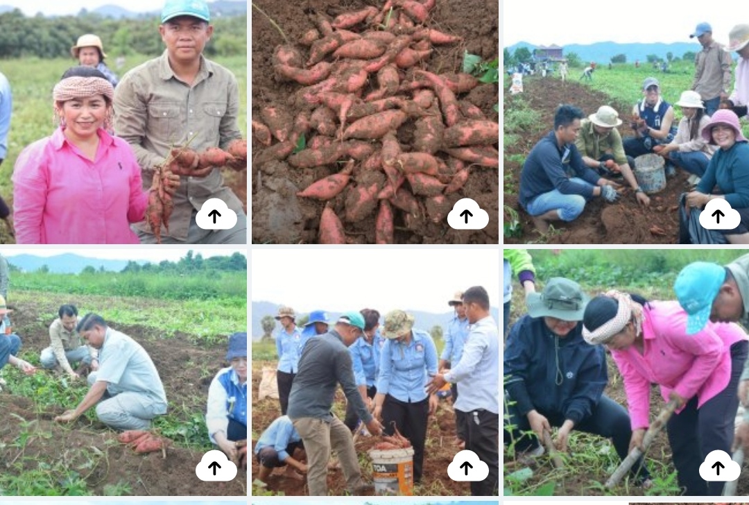 អាជ្ញាធរខេត្តប៉ៃលិន ចុះជួយប្រមូលផល និងទិញមើមដំឡូងជ្វា ពីកសិករ នៅភូមិទឹកផុស សង្កាត់ប៉ៃលិន ដែលកំពុងជួបបញ្ហាអាកាសធាតុ