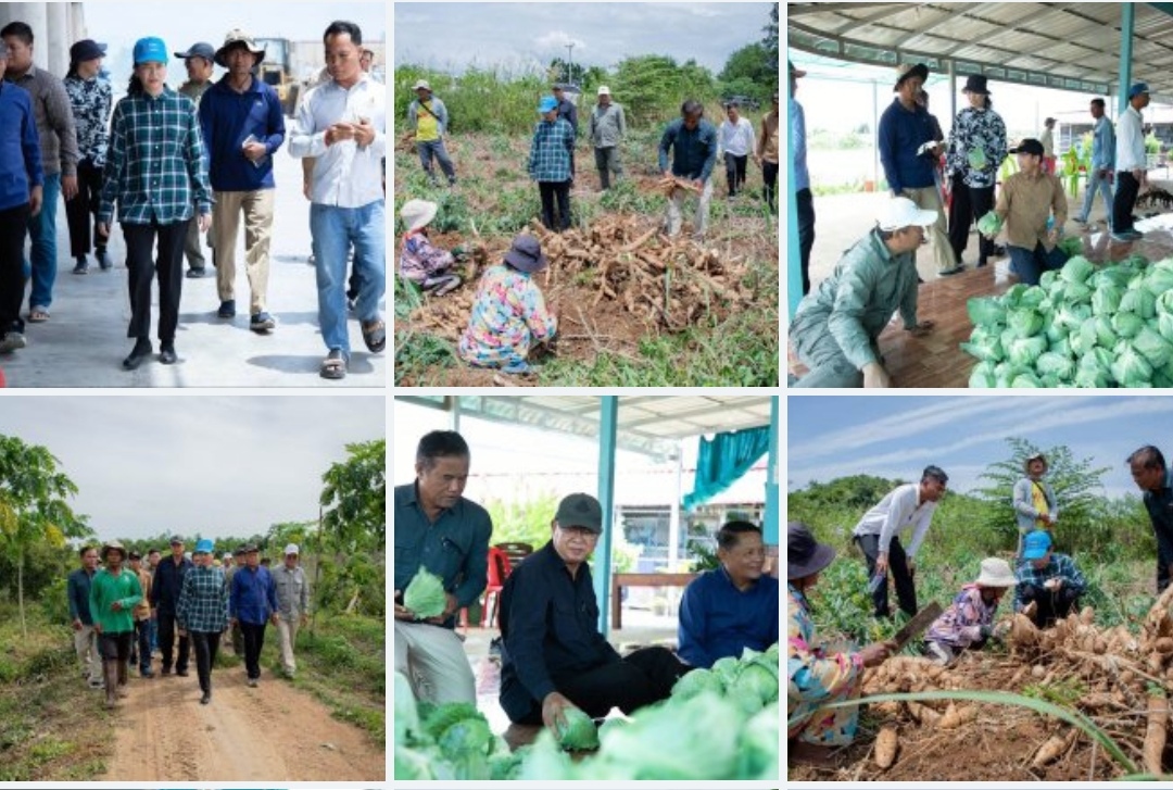 លោកជំទាវបណ្ឌិត បាន ស្រីមុំ អភិបាល នៃគណៈអភិបាលខេត្តប៉ៃលិន នាថ្ងៃទី០៦ ខែកក្កដា ឆ្នាំ២០២៥ បានអញ្ជើញដឹកនាំមន្ត្រីជំនាញ និងក្រុមការងារ ចុះពិនិត្យមើល និងលើកទឹកចិត្តដល់ប្រជាកសិករដាំដុះបន្លែសរីរាង្គ និងកសិផល នៅឃុំសាលាក្រៅ និងឃុំស្ទឹងត្រង់ ស្រុកសាលាក្រៅ ខេត្តប៉ៃលិន ដើម្បីផ្គត់ផ្គង់ទីផ្សារក្នុងស្រុក និងនាំចេញ ដែលធានាបាននូវតម្លៃ និងគុណភាព បើទោះបីជាច្រកទ្វារព្រំអន្តរជាតិកម្ពុជា-ថៃត្រូវបានបិទ។