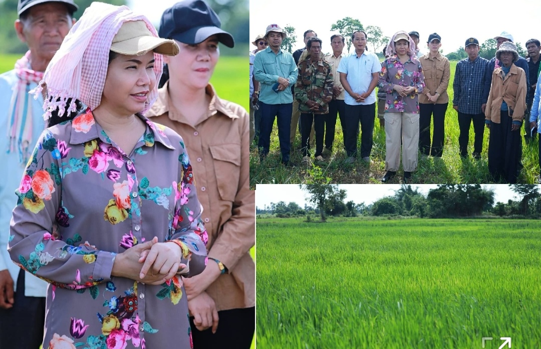 អាជ្ញាធរខេត្តប៉ៃលិន កំពុងអន្តរាគមន៍ជួយសង្គ្រោះស្រូវខ្វះទឹក ចំនួន ៥៣០ហិចតា នៅឃុំសាលាក្រៅ